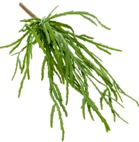 Rhipsalis pandora bush green 35 cm