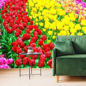 Tapeta farebný tulipánový záhon