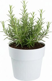 PLASTOVÝ KVETINÁČ SILVA LINE 13X11,5 CM BIELA