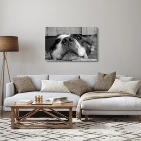 Obraz psa (90x60 cm)