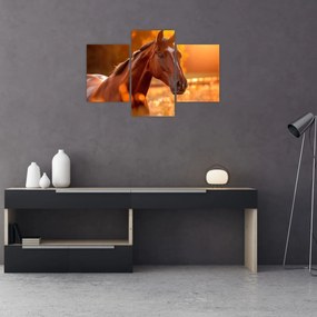 Obraz - Kôň v západe slnka (90x60 cm)