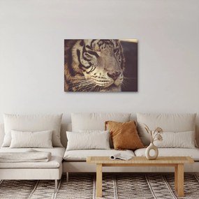Obraz tigra (70x50 cm)