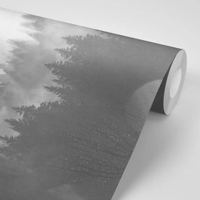 Samolepiaca fototapeta ranné lúče slnka nad lesom v čiernobielom prevedení