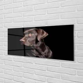 Obraz na akrylátovom skle Hnedý pes 120x60 cm