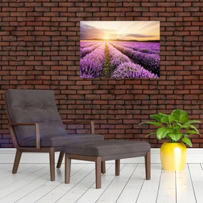 Obraz - Východ slnka v levanduľovom poli (70x50 cm)