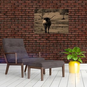 Obraz - Texaská krava (70x50 cm)