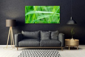 Obraz plexi Listy kvapky rosy príroda 120x60 cm
