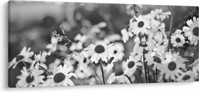 Obraz - Kopretiny (120x50 cm)