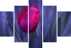 Obraz pupete tulipánu (150x105 cm)