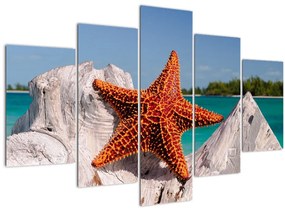 Obraz morskej hviezdice (150x105 cm)