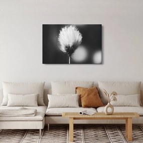 Obraz - Čiernobiely cottongrass (90x60 cm)