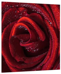 Obraz červenej ruže (30x30 cm)