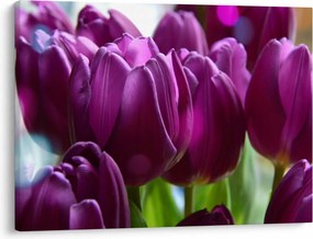 Obraz tulipánov (70x50 cm)