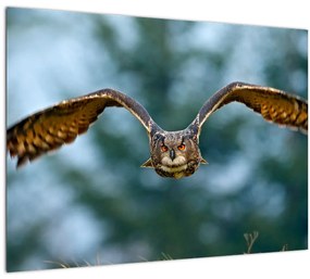 Obraz - Sova pri lete (70x50 cm)