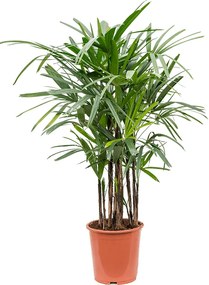 Rhapis excelsa Tuft 27x125 cm