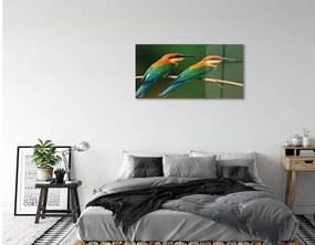 Sklenený obraz Farebné papagáj na vetve 125x50 cm