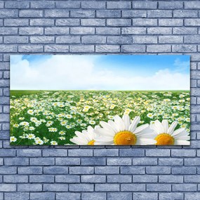 Obraz plexi Sedmokrásky kvety lúka pole 120x60 cm