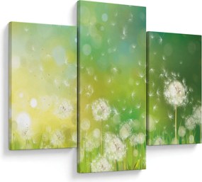 Obraz - Odkvitnuté púpavy (90x60 cm)