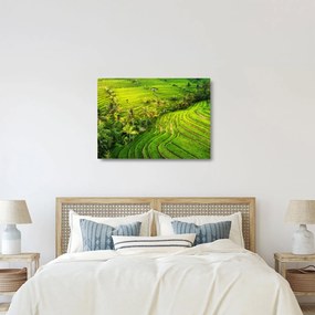Sklenený obraz - Ryžové terasy (70x50 cm)