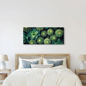 Obraz - Kaktusy (120x50 cm)