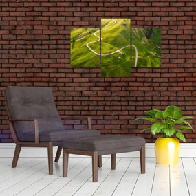 Obraz - Náhorná lúka (90x60 cm)