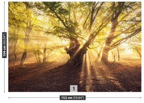 Fototapeta Vliesová Starý strom 416x254 cm
