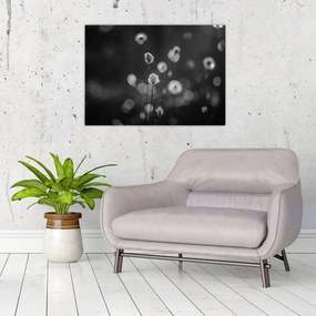 Sklenený obraz - Cottongrass na lúke (70x50 cm)