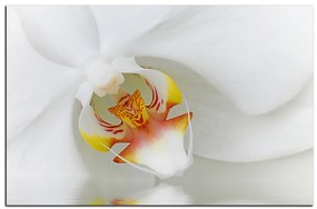 Obraz na plátne - Detailný záber bielej orchidey 1223A (60x40 cm)
