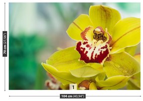 Fototapeta Vliesová Žltá orchidea 152x104 cm
