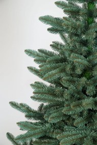 Jedlička strieborná 250cm