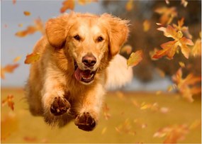 Sklenený obraz - Zlatý retriever (70x50 cm)
