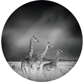 Fototapeta vliesová Žirafy č/š 95 cm