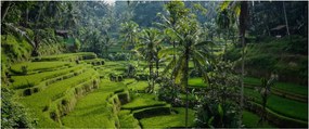 Obraz ryžových terás Tegalalang, Bali (120x50 cm)