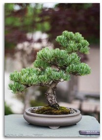 Gario Obraz na plátne Bonsai strom na kameňoch Rozmery: 40 x 60 cm