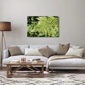 Obraz - Papradinový list (90x60 cm)