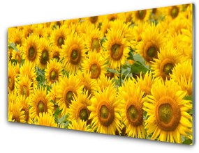 Obraz na skle Slunecznice rastlina 125x50 cm