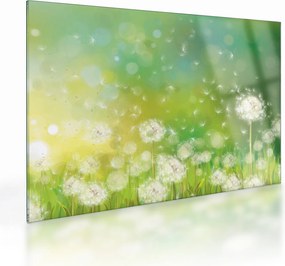 Sklenený obraz - Odkvitnuté púpavy (70x50 cm)