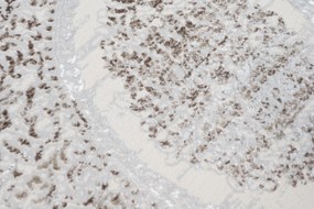 Béžový obdĺžnikový koberec SAHARA K891D – teplý interiér Rozmer: 140x200 cm