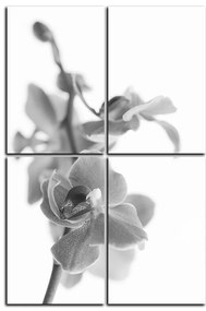 Obraz na plátne - Orchidea kvet izolovaná na bielom pozadí - obdĺžnik 7222QE (120x80 cm)