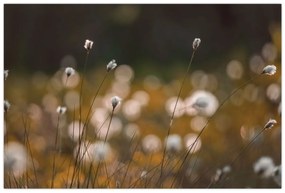 Obraz - Lúka s cottongrass N⁰2 (90x60 cm)