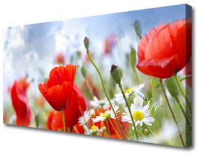 Obraz Canvas Maky sedmokrásky kvety 100x50 cm