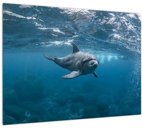 Sklenený obraz - Delfín pod hladinou (70x50 cm)