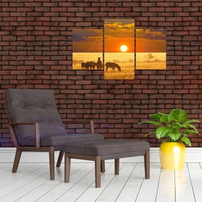 Obraz - Zebry so západom slnka (90x60 cm)