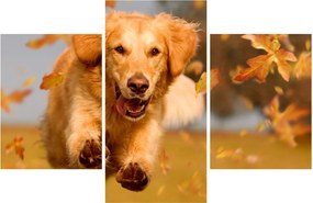 Obraz - Zlatý retriever (90x60 cm)