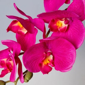 Dekoratívna kvetina 95 cm , s kvetmi 40 cm, priemer kvetu 10 cm, purpurová