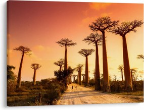 Obraz - Západ slnka v uličke Baobab (70x50 cm)