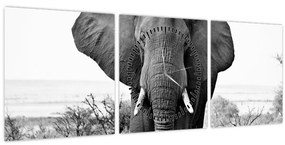 Obraz - Slon africký II. (s hodinami) (90x30 cm)