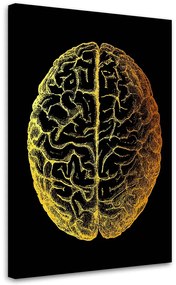 Gario Obraz na plátne Zlatá anatómia, vrchná časť mozgu - Gab Fernando Rozmery: 40 x 60 cm