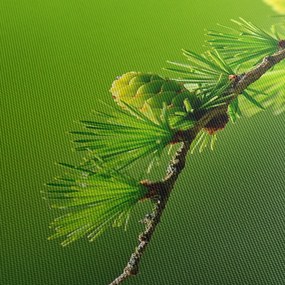 Obraz zelenej šišky (90x60 cm)