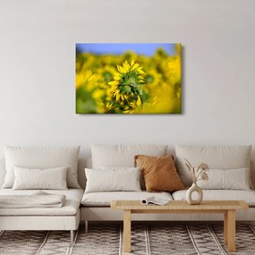 Obraz slnečnice (90x60 cm)